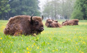 Nature Park Lelystad