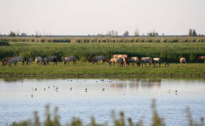 Oostvaardersplassen