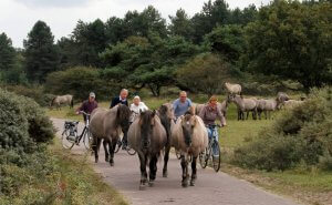 CYCLING TOURS THROUGH REGION